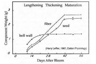 Bolls are full size 21 days after flowering; fiber and seed development requires an additional 28–35 days (NCC 1996).
