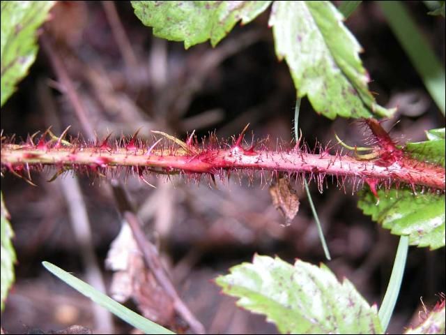 Figure 3. Dewberry stems have slender thorns with red hairs.