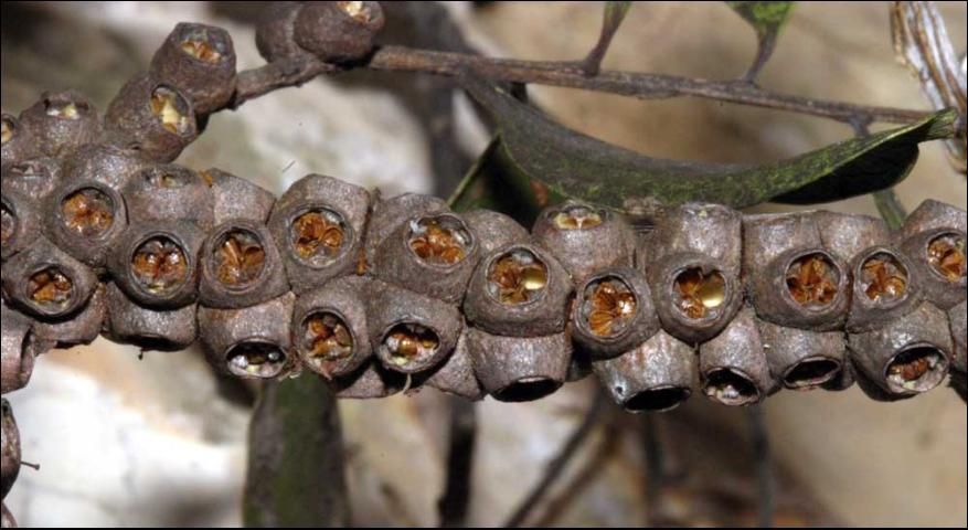 Figure 5. Melaleuca seed capsules are clustered on stems. Each capsule may hold 200 to 300 tiny seeds.