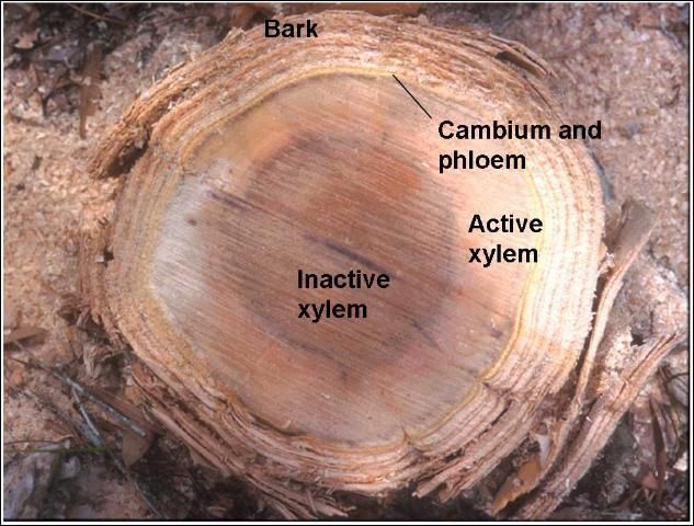 Figure 11. Herbicide should be applied to the cambium, which is the layer between the phloem and active xylem.