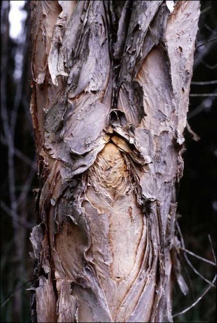 Figure 2. Melaleuca bark is thick, pale, papery-soft, and easily peels.