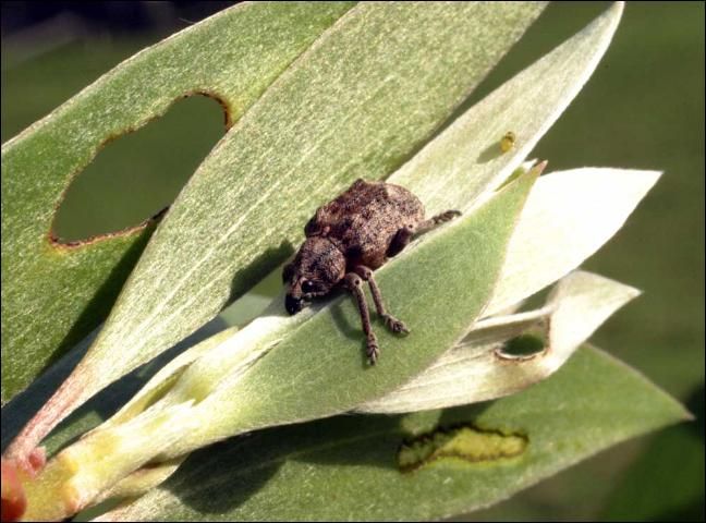 Figure 6. Melaleuca weevil (Oxyops vitiosa).