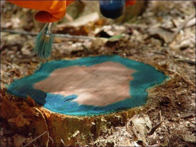 Figure 12. When applying herbicide to a cut stump, it need only be applied to the phloem and cambium (seen here after dye was added to the solution).