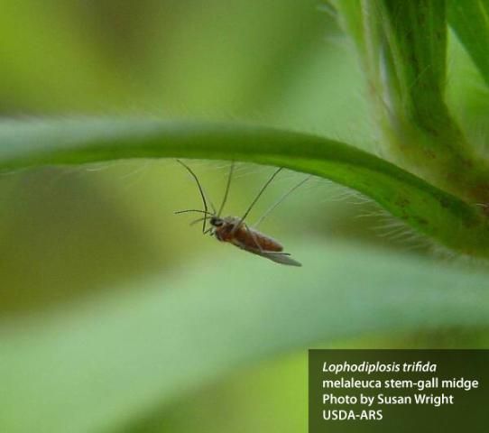 Figure 8. Melaleuca stem-gall midge (Lophodiplosis trifida).