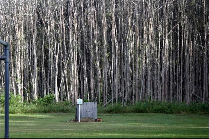 Figure 1. Infestation of melaleuca in Markham Park, Ft. Lauderdale, FL.