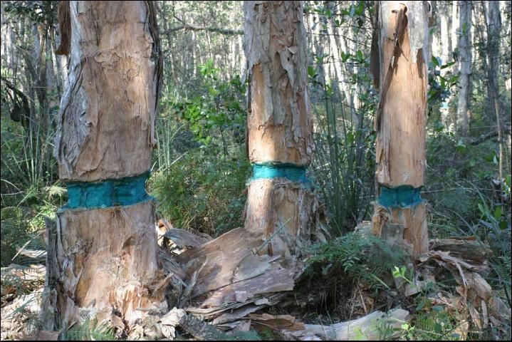 Figure 10. Herbicides applied to melaleuca using the 