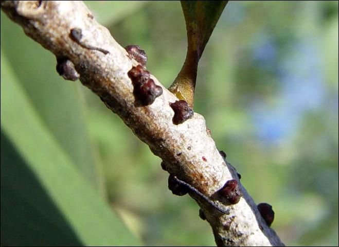 Figure 9. Lobate lac scale (Paratachardina lobata lobata) on melaleuca.