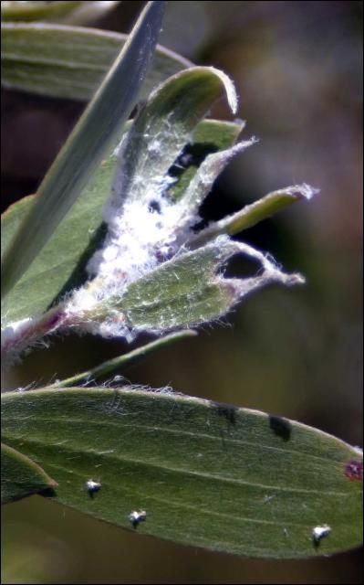 Figure 7. Melaleuca psyllids (Boreioglycaspis melaleucae) excrete a white substance (flocculence) that indicates their presence on melaleuca.