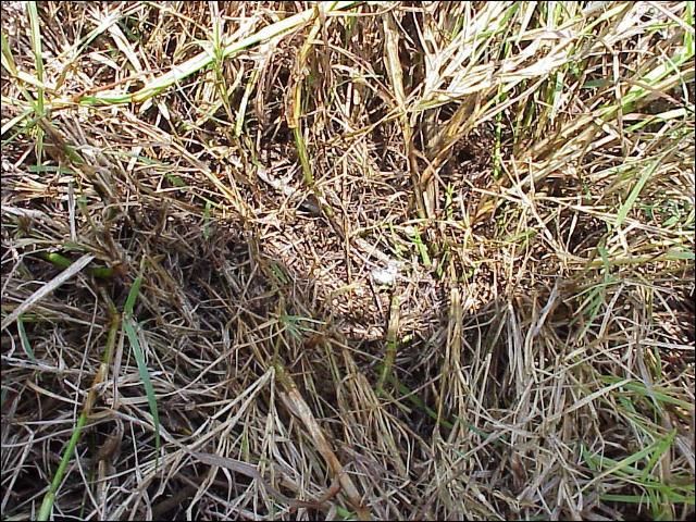 Figure 1. Limpograss stand damaged by spittlebug infestation.