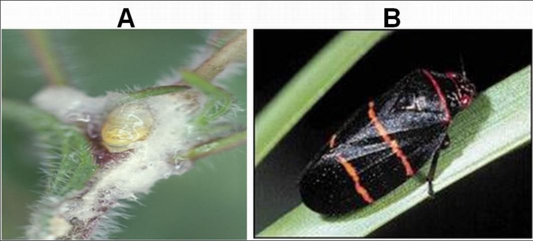 Nymph (A) and adult (B) of the two-lined spittlebug.