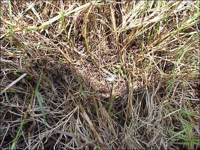 Limpograss stand damaged by spittlebug infestation. 