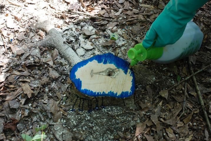 Figure 4. Application of herbicide to larger cut stumps only requires treatment of the outer edge.
