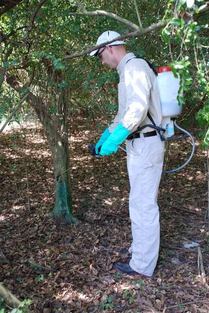 Figure 2. Basal bark application with herbicide/oil mixture.