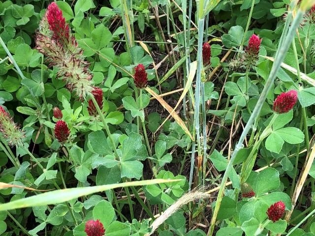 Figure 1. A cover crop blend of crimson clover 'Dixie' and 'FL 401 cereal rye' prior to termination.