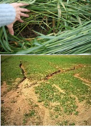 Figure 4. (A) A cover crop of 'FL 401' cereal rye (Secale cereal) immediately after roller-crimping. (B) Consequences of tilling and leaving the land barren during periods of high rainfall.