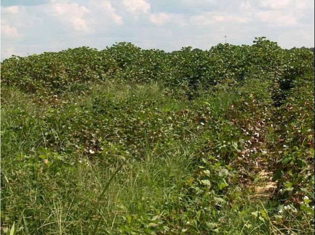 In the forefront are weed problems in the conventional cotton, and in the background are fewer weeds in the sod-rotated cotton. 