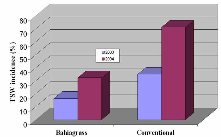 Incidence of TSWV on peanut under bahiagrass and conventional rotations in Quincy, FL, during 2003 and 2004.