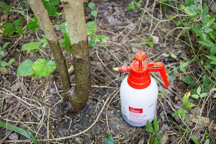 Figure 3. Oil-soluble herbicide, diluted in penetrating oil, can be applied directly to the bark to kill certain trees.