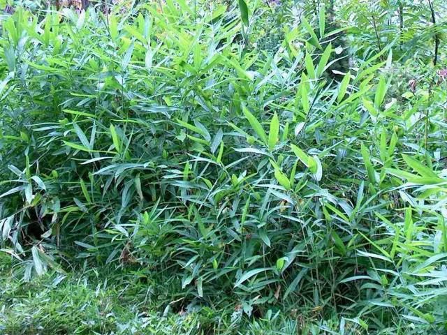 Figure 2. Bamboo that has regrown after mowing and is ready for herbicide application.