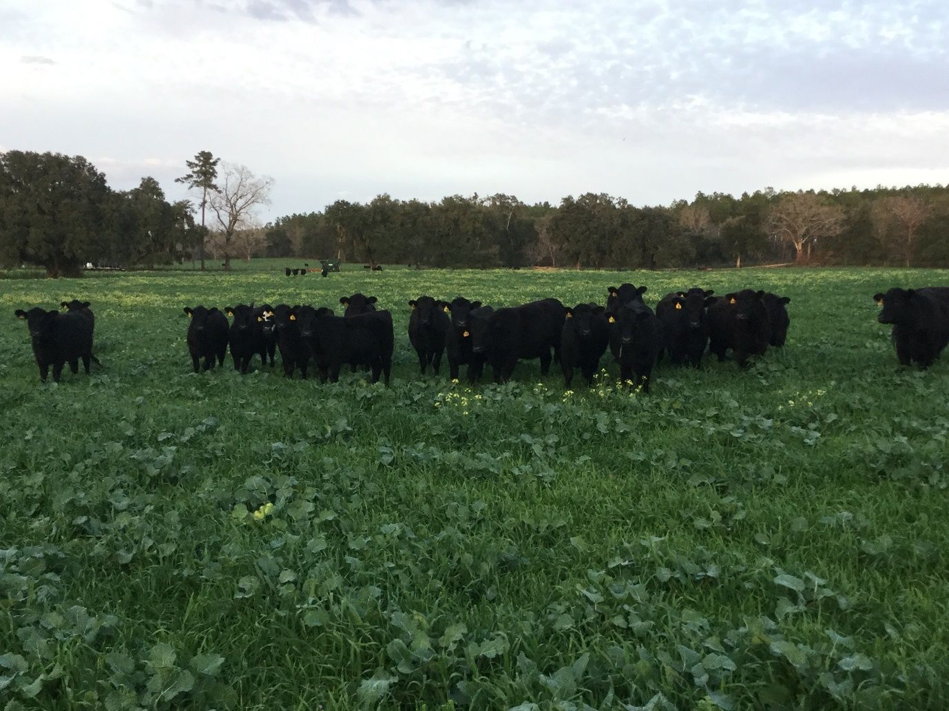 Heifers grazing a multispecies cover crop blend that was broadcast into peanuts before digging in Jefferson County. 
