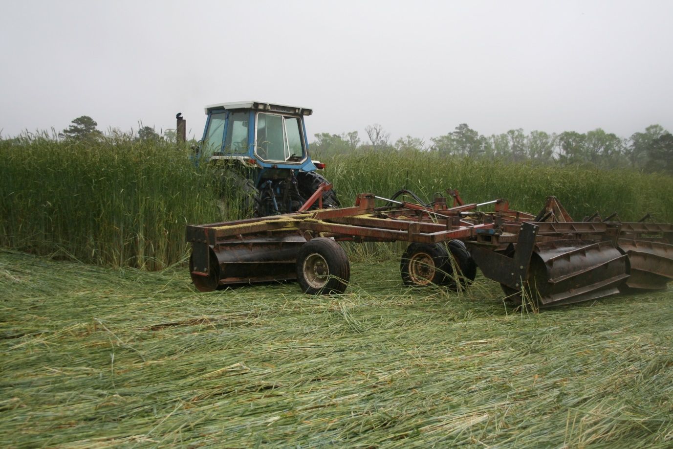 Terminating a high-residue cereal rye cover crop using a roller-crimper. 