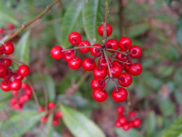 Figure 4. Coral ardisia has bright red berries. It is thought that livestock died after consuming the berries in 2001 and 2007 in Florida.