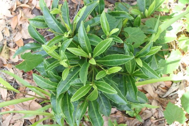 Coral ardisia leaves are waxy with a bright, shiny appearance. The leaves may contain substances that are toxic to cattle and other livestock.