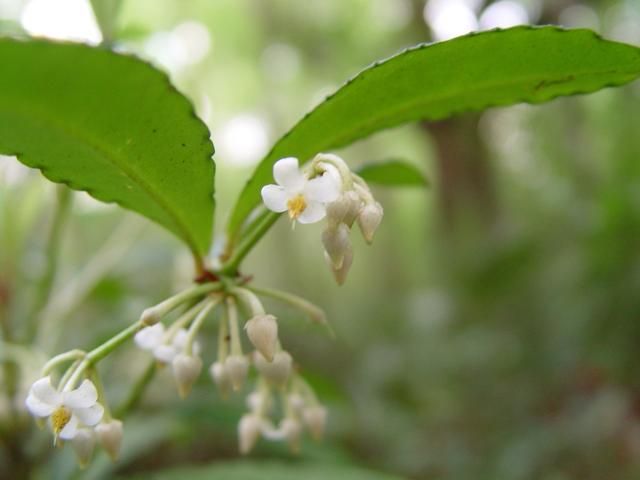 Coral ardisia has pink to white flowers in axillary stalks that tend to hang underneath the foliage.