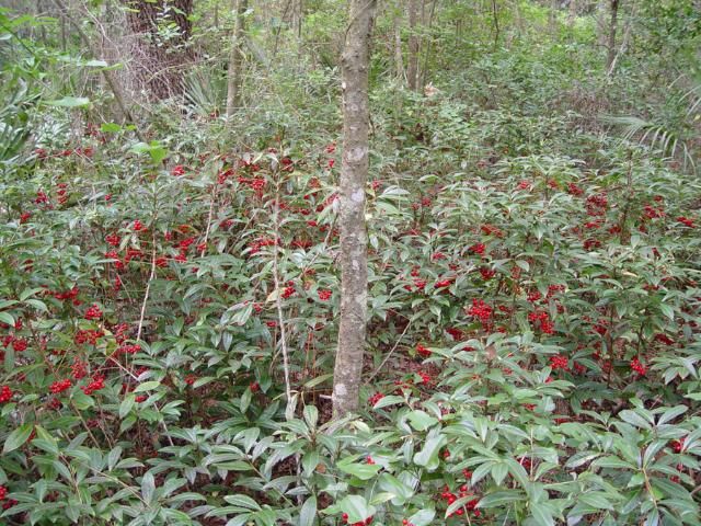 Coral ardisia in a hardwood hammock.