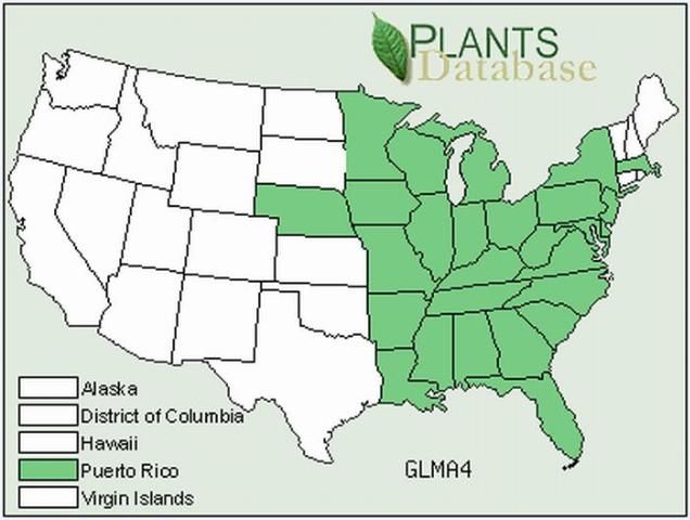 Occurrence of Glycine max in the US. 