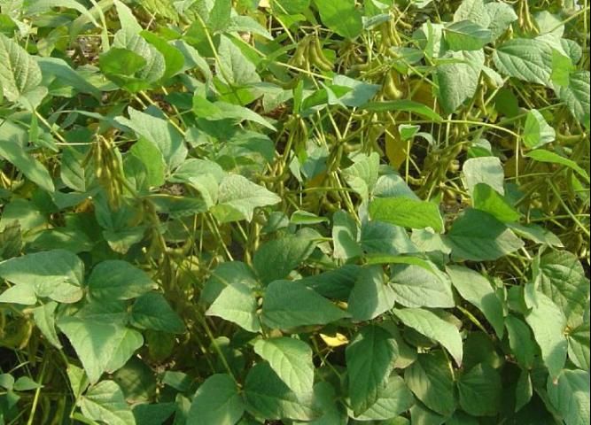 Soybean in vegetative state.