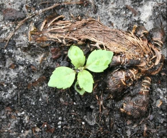 Figure 1. A goatweed seedling approximately 1 week after emergence.