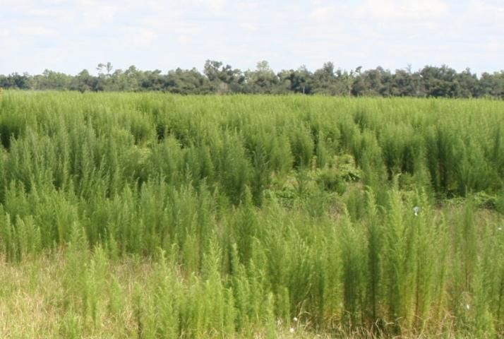 Figure 1. A bahiagrass pasture infested with dogfennel and TSA.