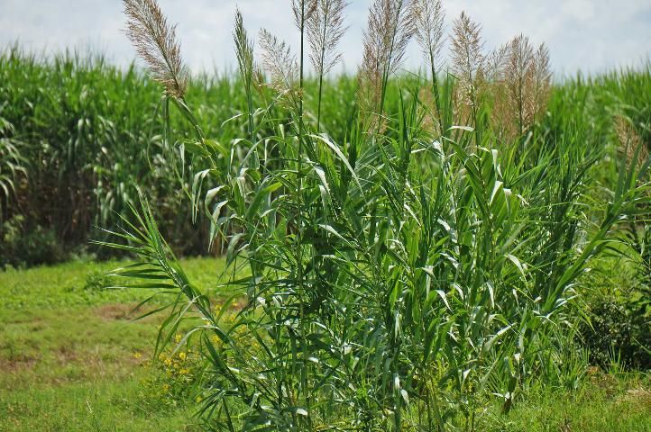 Figure 1. Giant reed growing near Belle Glade, FL.