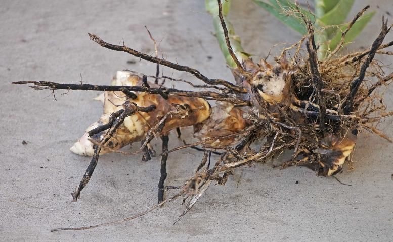 Figure 6. Rhizomes from giant reed.