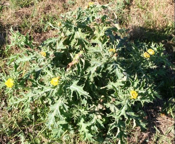 Figure 1. Mexican prickly poppy in a bahiagrass pasture.