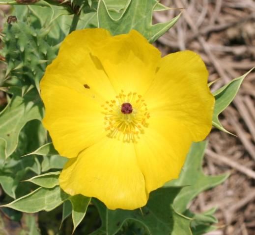 Figure 3. Flowers of Mexican prickly poppy are approximately 2.5 inches in diameter and have 4 to 6 yellow petals.