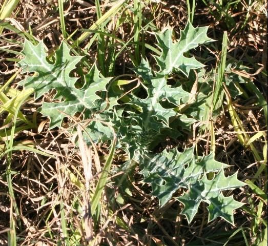 Figure 2. Mexican prickly poppy plants have a thistle-like appearance prior to flowering.