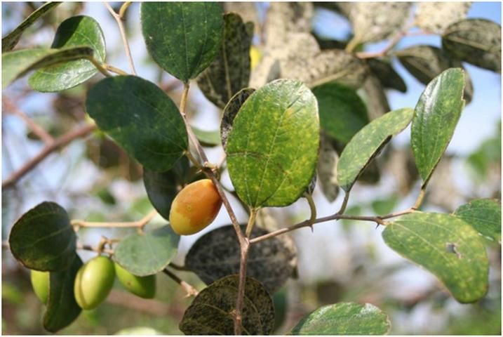 A fungus typically infests the leaves of Indian jujube, giving them a mottled appearance above and a black color below. 