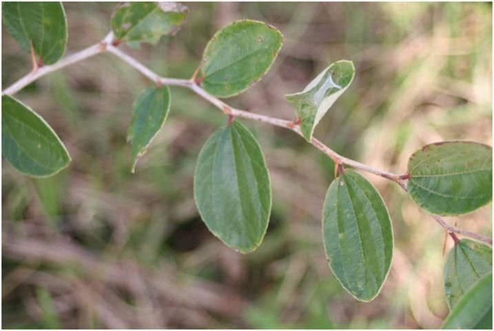 Branches of Indian jujube typically zigzag, with a thorn and leaf at nearly every angle. 