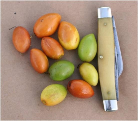 Indian jujube fruits are similar in size and shape to the hog plum, which is native to Florida. Immature Indian jujube fruits are green, changing to yellow, then to reddish-orange when ripe. 