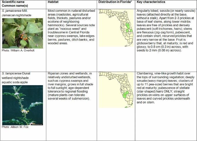 Table 12 ifying characteristics of FISC Category I and Category II Solanum spp. and S. capsicoides. (continued)