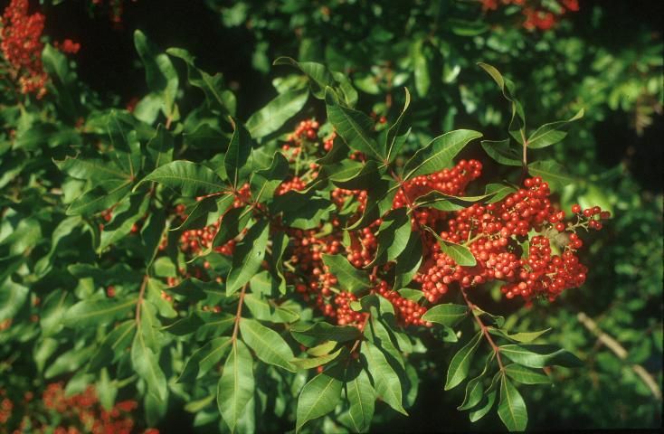 Brazilian pepper-tree es una de las plantas invasoras más agresivas en Florida.