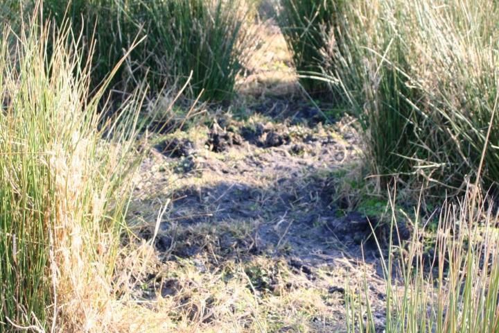 Figure 2. Dense soft-rush infestations result in overgrazing of desirable forage and excessive trampling around soft-rush clumps.