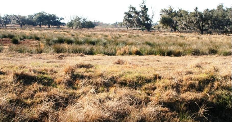 Figure 1. Soft rush commonly grows in low-lying areas in pastures. During the dry season, these areas can be treated to control soft rush.
