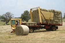 Figure 7. Round bales and square bales of bahiagrass hay.