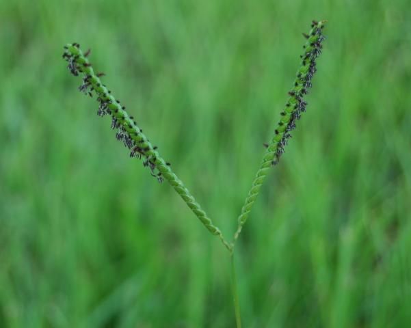 Figure 2. Bahiagrass seedhead. The purple anthers can be observed covering each raceme.