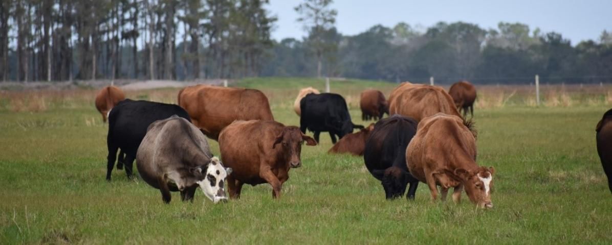 Figure 1. Bahiagrass pasture in central Florida.