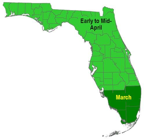 Figure 1. ap of sorghum optimal beginning-planting dates in Florida.