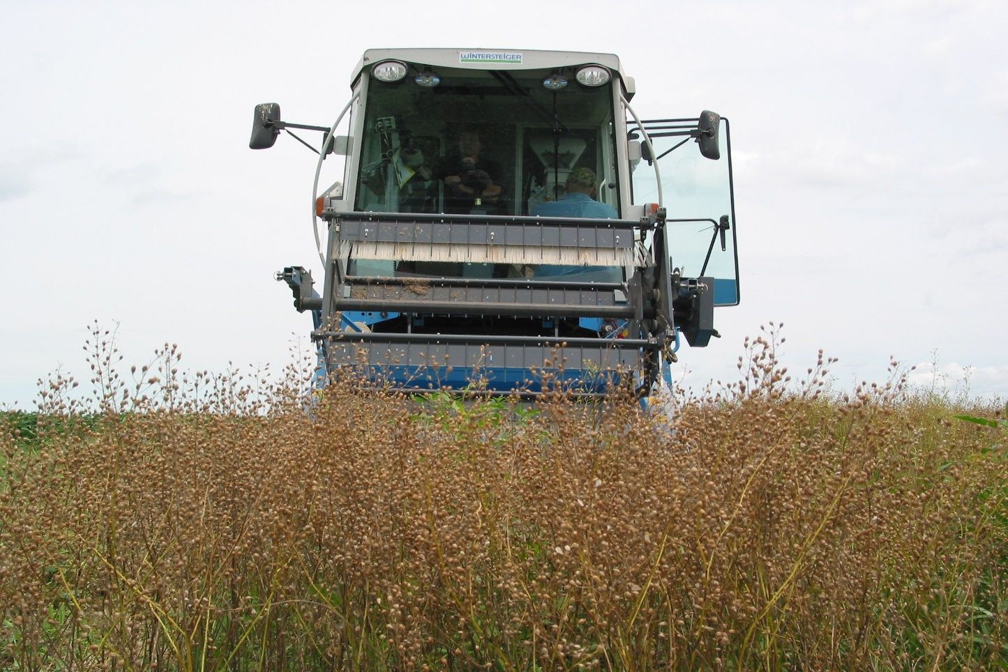 Harvesting camelina with a grain combine. 